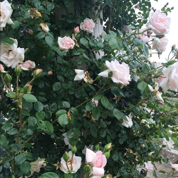 Meet your Posher, Avery - Picture 1 of 1